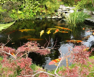 We have the instructions and materials to build a water garden like this!