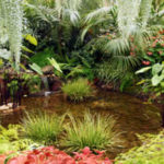 fern_pond