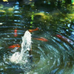 koi_pond
