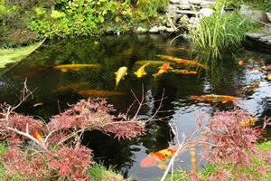 We have the instructions and materials to build a water garden like this!